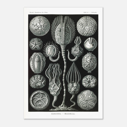 Planche de cystoïdes Cystoidea - Illustration d'Ernst Haeckel (29,7x42 cm (A3)). Lithographie scientifique du XIXe siècle du biologiste Ernst Haeckel, illustrant diverses formes de rotifères, des organismes microscopiques.