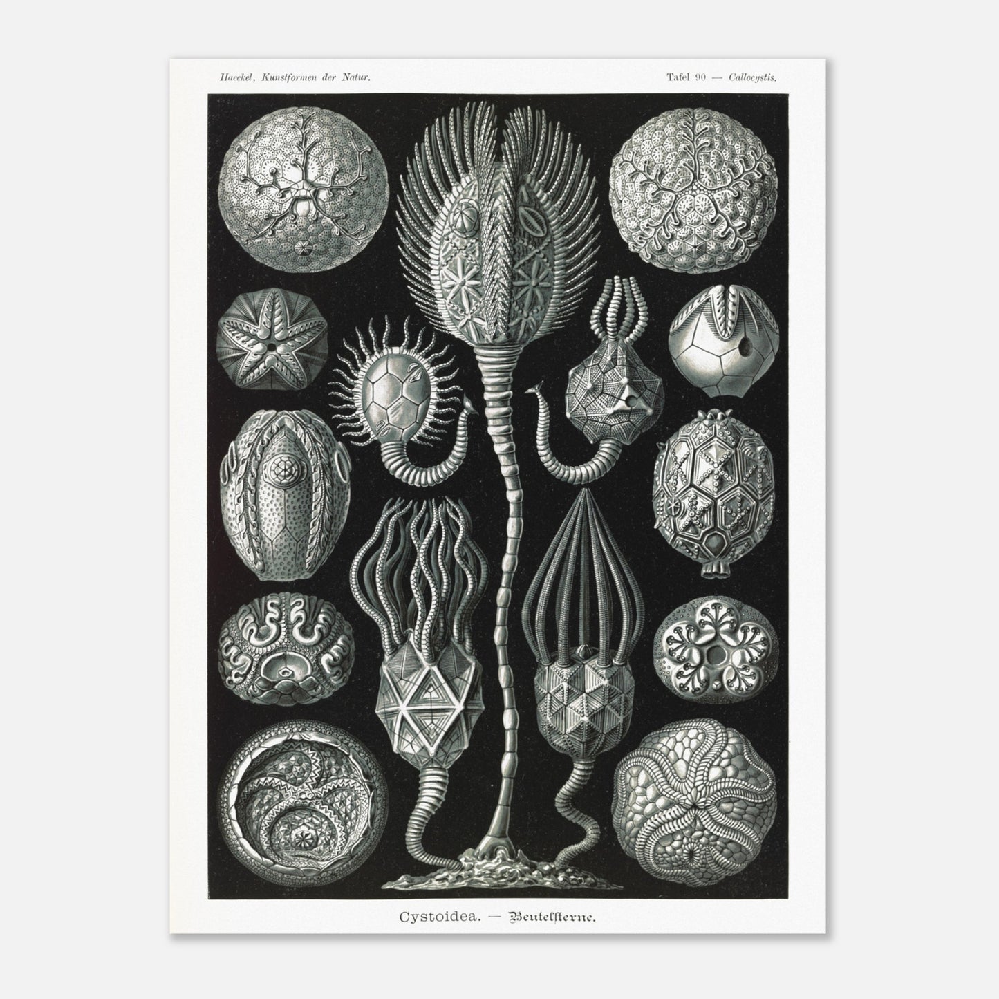 Planche de cystoïdes Cystoidea - Illustration d'Ernst Haeckel (30x40 cm). Lithographie scientifique du XIXe siècle du biologiste Ernst Haeckel, illustrant diverses formes de rotifères, des organismes microscopiques.