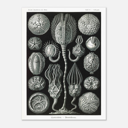 Planche de cystoïdes Cystoidea - Illustration d'Ernst Haeckel (30x40 cm). Lithographie scientifique du XIXe siècle du biologiste Ernst Haeckel, illustrant diverses formes de rotifères, des organismes microscopiques.