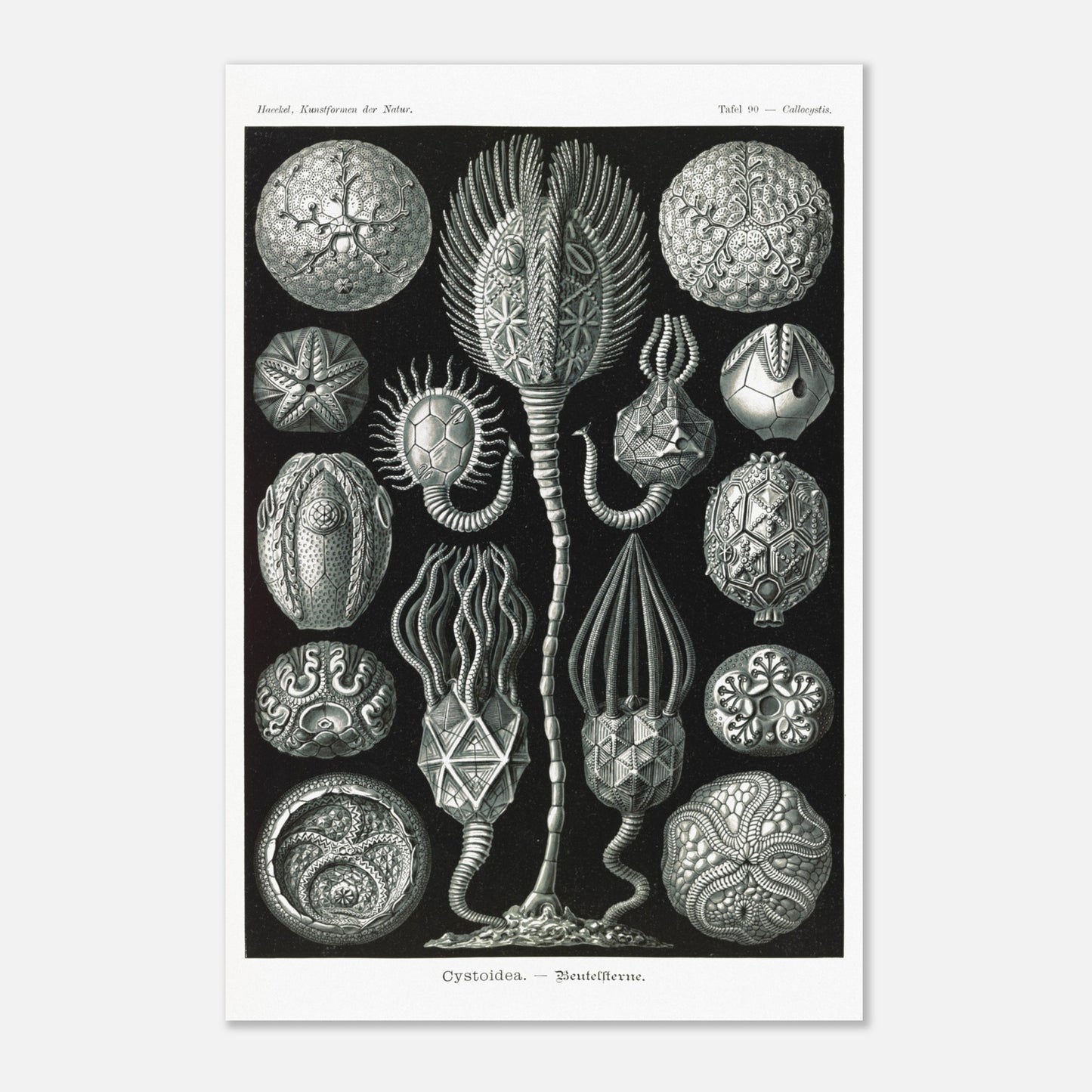 Planche de cystoïdes Cystoidea - Illustration d'Ernst Haeckel (40x60 cm). Lithographie scientifique du XIXe siècle du biologiste Ernst Haeckel, illustrant diverses formes de rotifères, des organismes microscopiques.