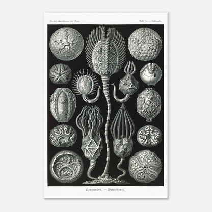 Planche de cystoïdes Cystoidea - Illustration d'Ernst Haeckel (40x60 cm). Lithographie scientifique du XIXe siècle du biologiste Ernst Haeckel, illustrant diverses formes de rotifères, des organismes microscopiques.