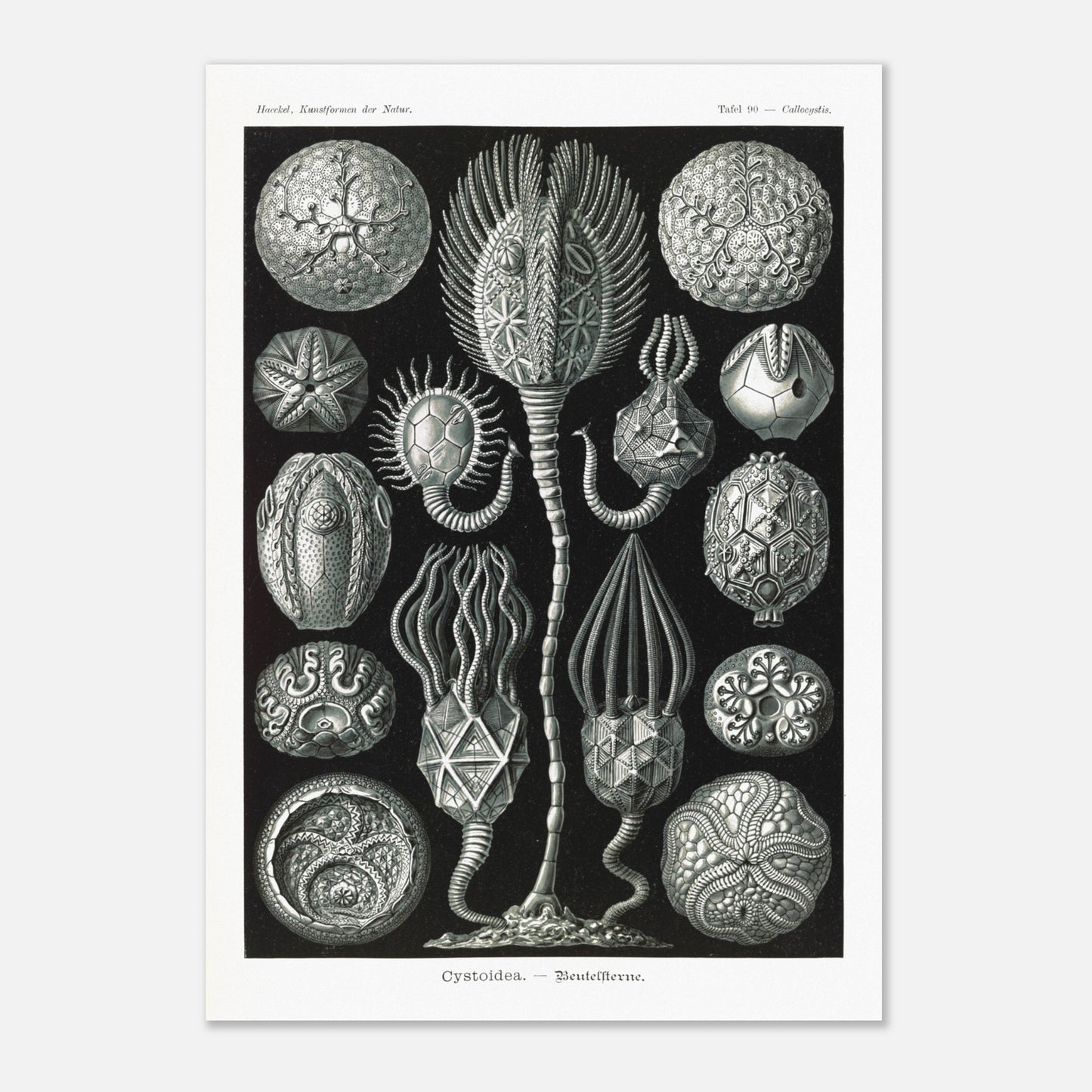 Planche de cystoïdes Cystoidea - Illustration d'Ernst Haeckel (42x59,4 cm (A2)). Lithographie scientifique du XIXe siècle du biologiste Ernst Haeckel, illustrant diverses formes de rotifères, des organismes microscopiques.