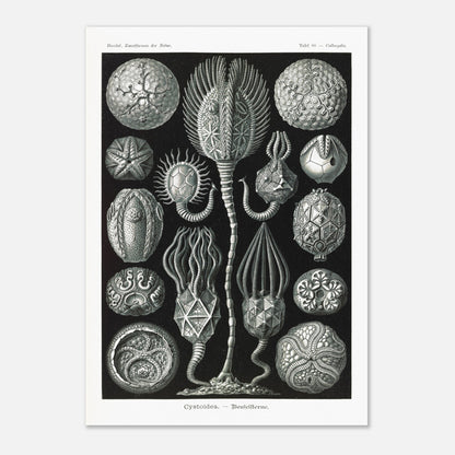 Planche de cystoïdes Cystoidea - Illustration d'Ernst Haeckel (42x59,4 cm (A2)). Lithographie scientifique du XIXe siècle du biologiste Ernst Haeckel, illustrant diverses formes de rotifères, des organismes microscopiques.