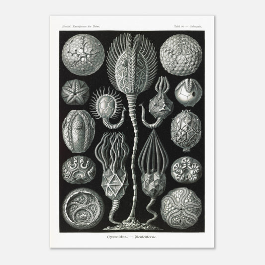 Planche de cystoïdes Cystoidea - Illustration d'Ernst Haeckel (42x59,4 cm (A2)). Lithographie scientifique du XIXe siècle du biologiste Ernst Haeckel, illustrant diverses formes de rotifères, des organismes microscopiques.