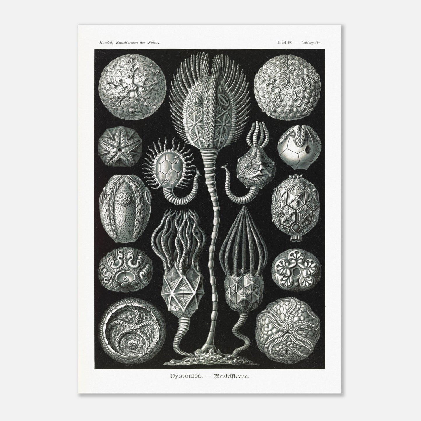 Planche de cystoïdes Cystoidea - Illustration d'Ernst Haeckel (50x70 cm). Lithographie scientifique du XIXe siècle du biologiste Ernst Haeckel, illustrant diverses formes de rotifères, des organismes microscopiques.