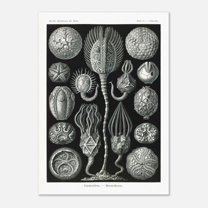 Planche de cystoïdes Cystoidea - Illustration d'Ernst Haeckel (50x70 cm). Lithographie scientifique du XIXe siècle du biologiste Ernst Haeckel, illustrant diverses formes de rotifères, des organismes microscopiques.