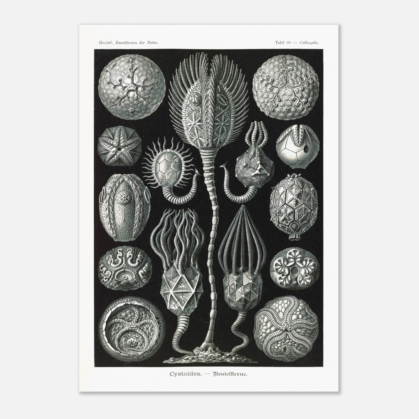 Planche de cystoïdes Cystoidea - Illustration d'Ernst Haeckel (59,4x84,1 cm (A1)). Lithographie scientifique du XIXe siècle du biologiste Ernst Haeckel, illustrant diverses formes de rotifères, des organismes microscopiques.