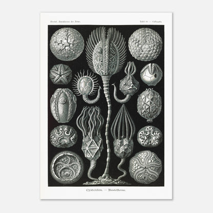 Planche de cystoïdes Cystoidea - Illustration d'Ernst Haeckel (59,4x84,1 cm (A1)). Lithographie scientifique du XIXe siècle du biologiste Ernst Haeckel, illustrant diverses formes de rotifères, des organismes microscopiques.