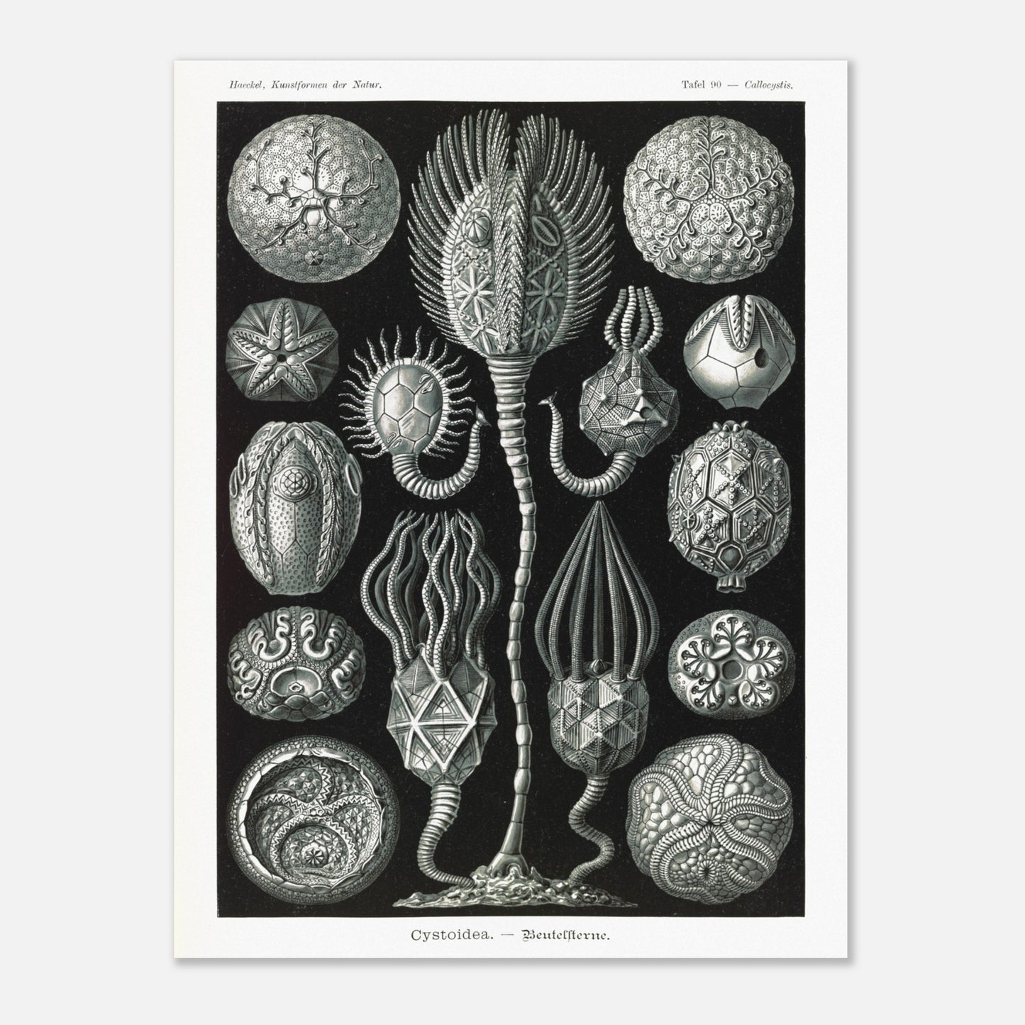 Planche de cystoïdes Cystoidea - Illustration d'Ernst Haeckel (60x80 cm). Lithographie scientifique du XIXe siècle du biologiste Ernst Haeckel, illustrant diverses formes de rotifères, des organismes microscopiques.