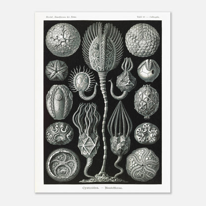 Planche de cystoïdes Cystoidea - Illustration d'Ernst Haeckel (60x80 cm). Lithographie scientifique du XIXe siècle du biologiste Ernst Haeckel, illustrant diverses formes de rotifères, des organismes microscopiques.