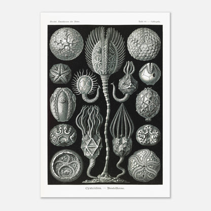Planche de cystoïdes Cystoidea - Illustration d'Ernst Haeckel (70x100 cm). Lithographie scientifique du XIXe siècle du biologiste Ernst Haeckel, illustrant diverses formes de rotifères, des organismes microscopiques.