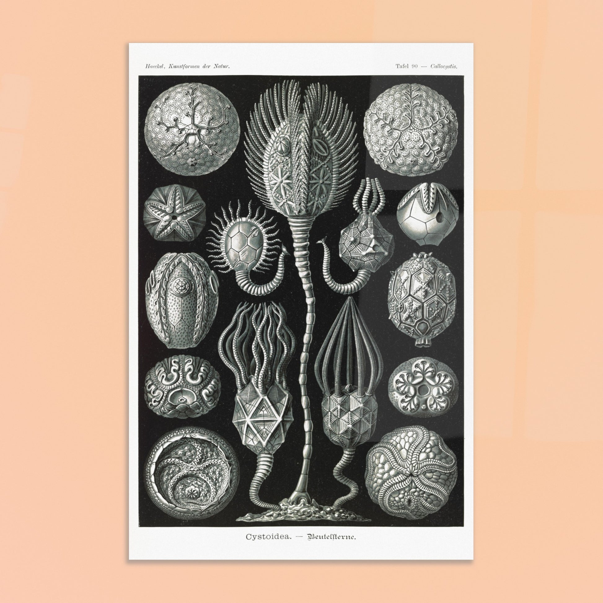 Planche de cystoïdes Cystoidea - Illustration d'Ernst Haeckel. Lithographie scientifique du XIXe siècle du biologiste Ernst Haeckel, illustrant diverses formes de rotifères, des organismes microscopiques. Image d'illustration 8