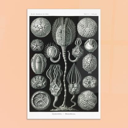 Planche de cystoïdes Cystoidea - Illustration d'Ernst Haeckel. Lithographie scientifique du XIXe siècle du biologiste Ernst Haeckel, illustrant diverses formes de rotifères, des organismes microscopiques. Image d'illustration 8
