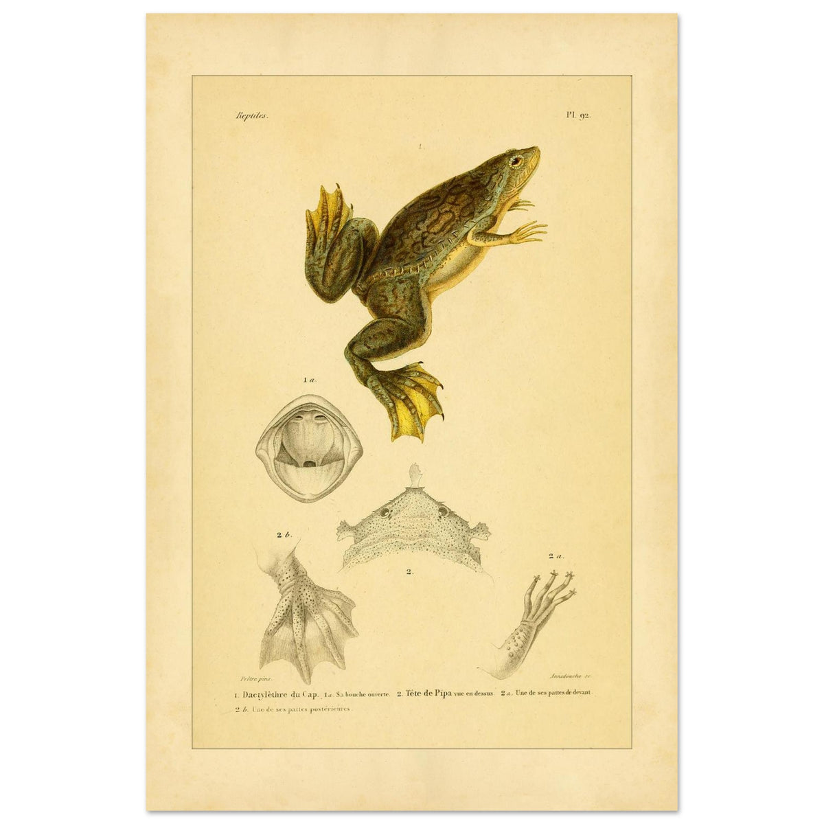 Kap-Krallenfrosch und Amerikanische Wabenkröte: Froschlurch-Tafel (40x60 cm). Herpetologische Tafel mit der Darstellung eines Kap-Krallenfroschs (1) mit geöffnetem Maul (1a) und eines Wabenkröten-Kopfs von oben (2) und im Profil (2a) sowie Details der Füße (1b und 2b).