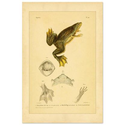 Kap-Krallenfrosch und Amerikanische Wabenkröte: Froschlurch-Tafel (40x60 cm). Herpetologische Tafel mit der Darstellung eines Kap-Krallenfroschs (1) mit geöffnetem Maul (1a) und eines Wabenkröten-Kopfs von oben (2) und im Profil (2a) sowie Details der Füße (1b und 2b).