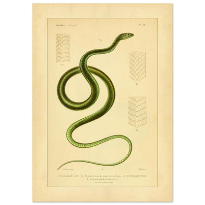 Dendrophids: Snake and Scale Illustrations by A.-M.-C. Duméril (29,7x42 cm (A3)). Antique scientific illustration of a green snake, the green dendrophid, with details of its scales.