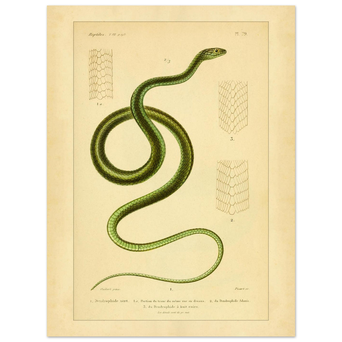 Dendrophids: Snake and Scale Illustrations by A.-M.-C. Duméril (30x40 cm). Antique scientific illustration of a green snake, the green dendrophid, with details of its scales.