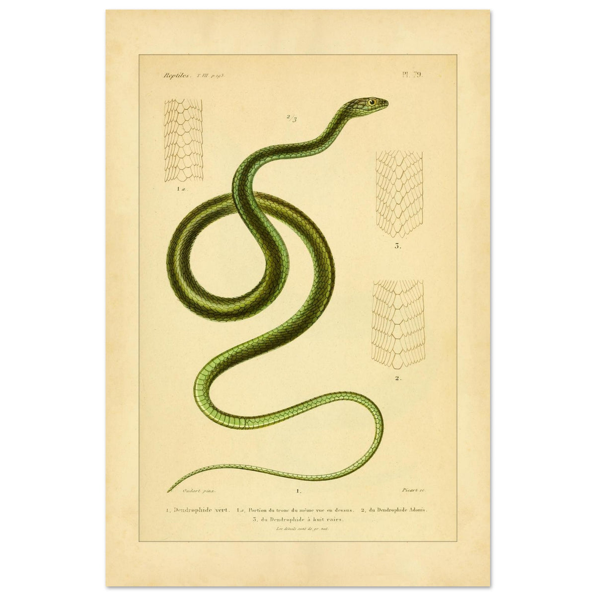 Dendrophids: Snake and Scale Illustrations by A.-M.-C. Duméril (40x60 cm). Antique scientific illustration of a green snake, the green dendrophid, with details of its scales.