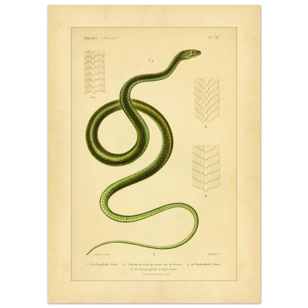 Dendrophids: Snake and Scale Illustrations by A.-M.-C. Duméril (50x70 cm). Antique scientific illustration of a green snake, the green dendrophid, with details of its scales.