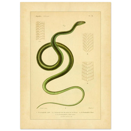 Dendrophiden: Schlangen- und Schuppenillustrationen von A.-M.-C. Duméril (50x70 cm). Antike wissenschaftliche Illustration einer grünen Schlange, der grünen Baumschlange, mit Details ihrer Schuppen.
