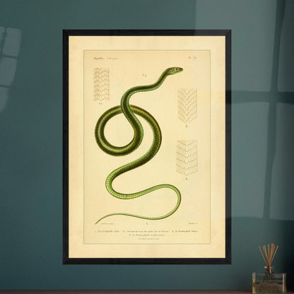 Dendrophids: Snake and Scale Illustrations by A.-M.-C. Duméril. Antique scientific illustration of a green snake, the green dendrophid, with details of its scales.