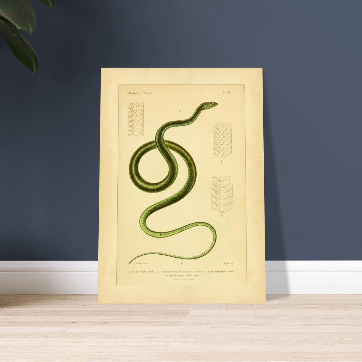 Dendrophids: Snake and Scale Illustrations by A.-M.-C. Duméril. Antique scientific illustration of a green snake, the green dendrophid, with details of its scales.