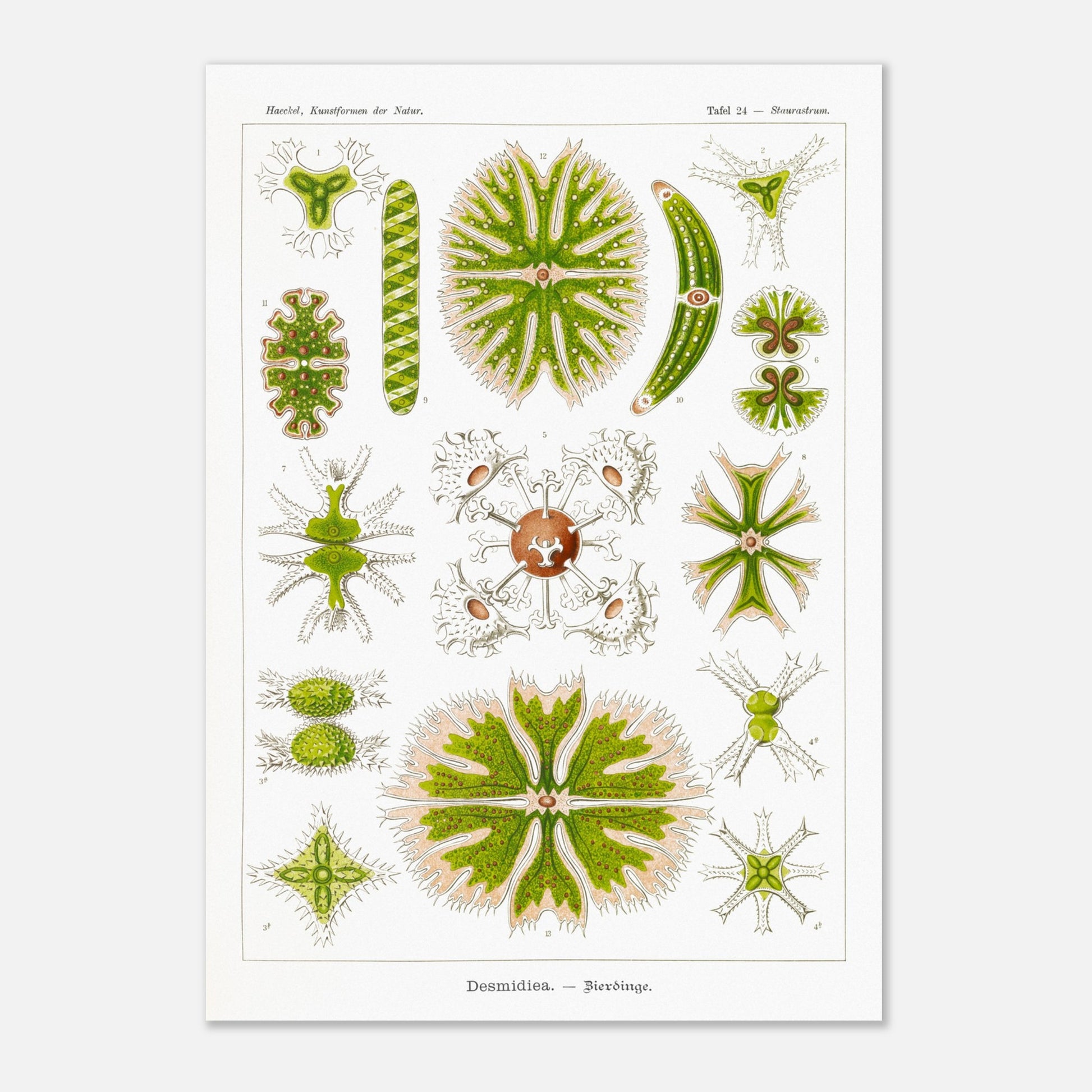 Planche naturaliste des Desmidiées (Zierdinge) par Ernst Haeckel (29,7x42 cm (A3)). Planche scientifique d'Ernst Haeckel illustrant diverses formes de Desmidiées, organismes microscopiques d'eau douce.