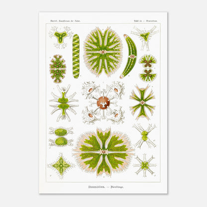 Planche naturaliste des Desmidiées (Zierdinge) par Ernst Haeckel (29,7x42 cm (A3)). Planche scientifique d'Ernst Haeckel illustrant diverses formes de Desmidiées, organismes microscopiques d'eau douce.