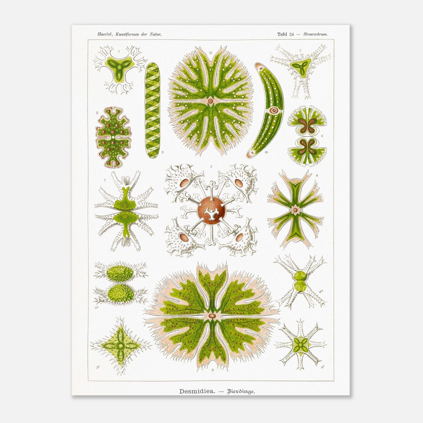 Planche naturaliste des Desmidiées (Zierdinge) par Ernst Haeckel (30x40 cm). Planche scientifique d'Ernst Haeckel illustrant diverses formes de Desmidiées, organismes microscopiques d'eau douce.