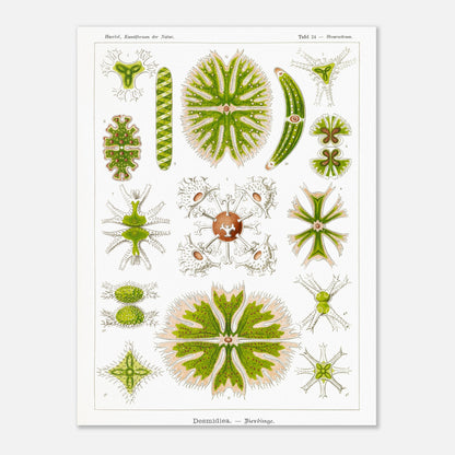 Planche naturaliste des Desmidiées (Zierdinge) par Ernst Haeckel (30x40 cm). Planche scientifique d'Ernst Haeckel illustrant diverses formes de Desmidiées, organismes microscopiques d'eau douce.