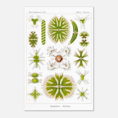 Planche naturaliste des Desmidiées (Zierdinge) par Ernst Haeckel (40x60 cm). Planche scientifique d'Ernst Haeckel illustrant diverses formes de Desmidiées, organismes microscopiques d'eau douce.
