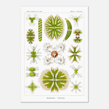 Planche naturaliste des Desmidiées (Zierdinge) par Ernst Haeckel (59,4x84,1 cm (A1)). Planche scientifique d'Ernst Haeckel illustrant diverses formes de Desmidiées, organismes microscopiques d'eau douce.