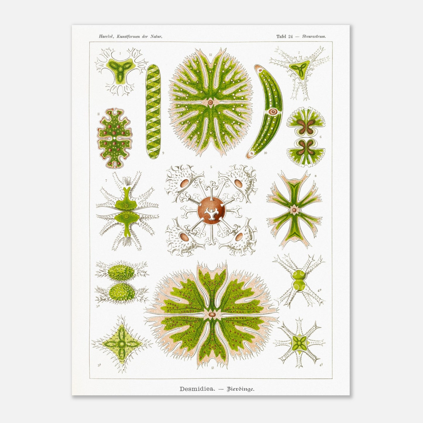 Planche naturaliste des Desmidiées (Zierdinge) par Ernst Haeckel (60x80 cm). Planche scientifique d'Ernst Haeckel illustrant diverses formes de Desmidiées, organismes microscopiques d'eau douce.