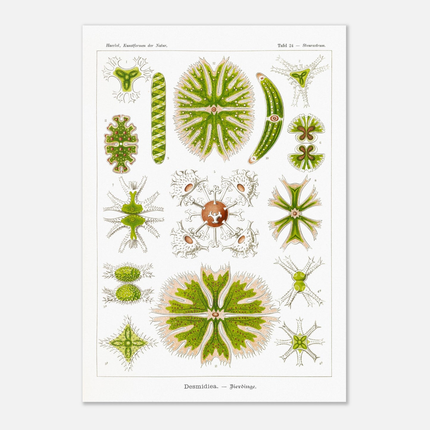 Planche naturaliste des Desmidiées (Zierdinge) par Ernst Haeckel (70x100 cm). Planche scientifique d'Ernst Haeckel illustrant diverses formes de Desmidiées, organismes microscopiques d'eau douce.