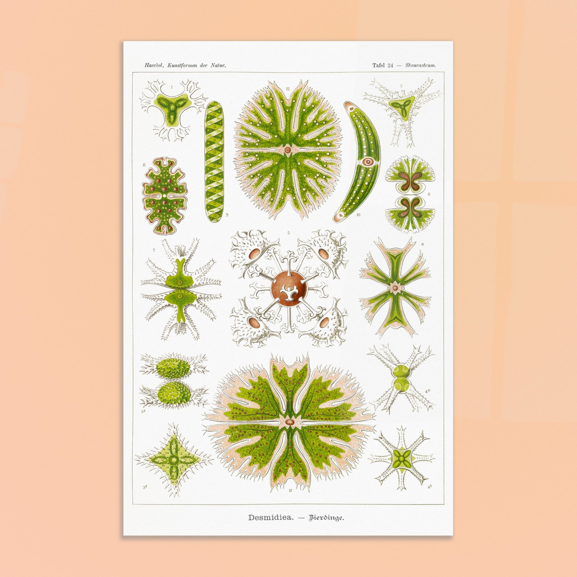 Planche naturaliste des Desmidiées (Zierdinge) par Ernst Haeckel. Planche scientifique d'Ernst Haeckel illustrant diverses formes de Desmidiées, organismes microscopiques d'eau douce. Image d'illustration 8