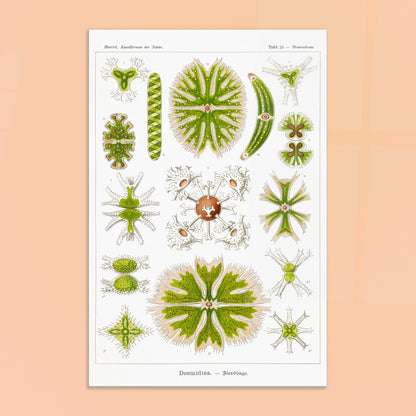 Planche naturaliste des Desmidiées (Zierdinge) par Ernst Haeckel. Planche scientifique d'Ernst Haeckel illustrant diverses formes de Desmidiées, organismes microscopiques d'eau douce. Image d'illustration 8