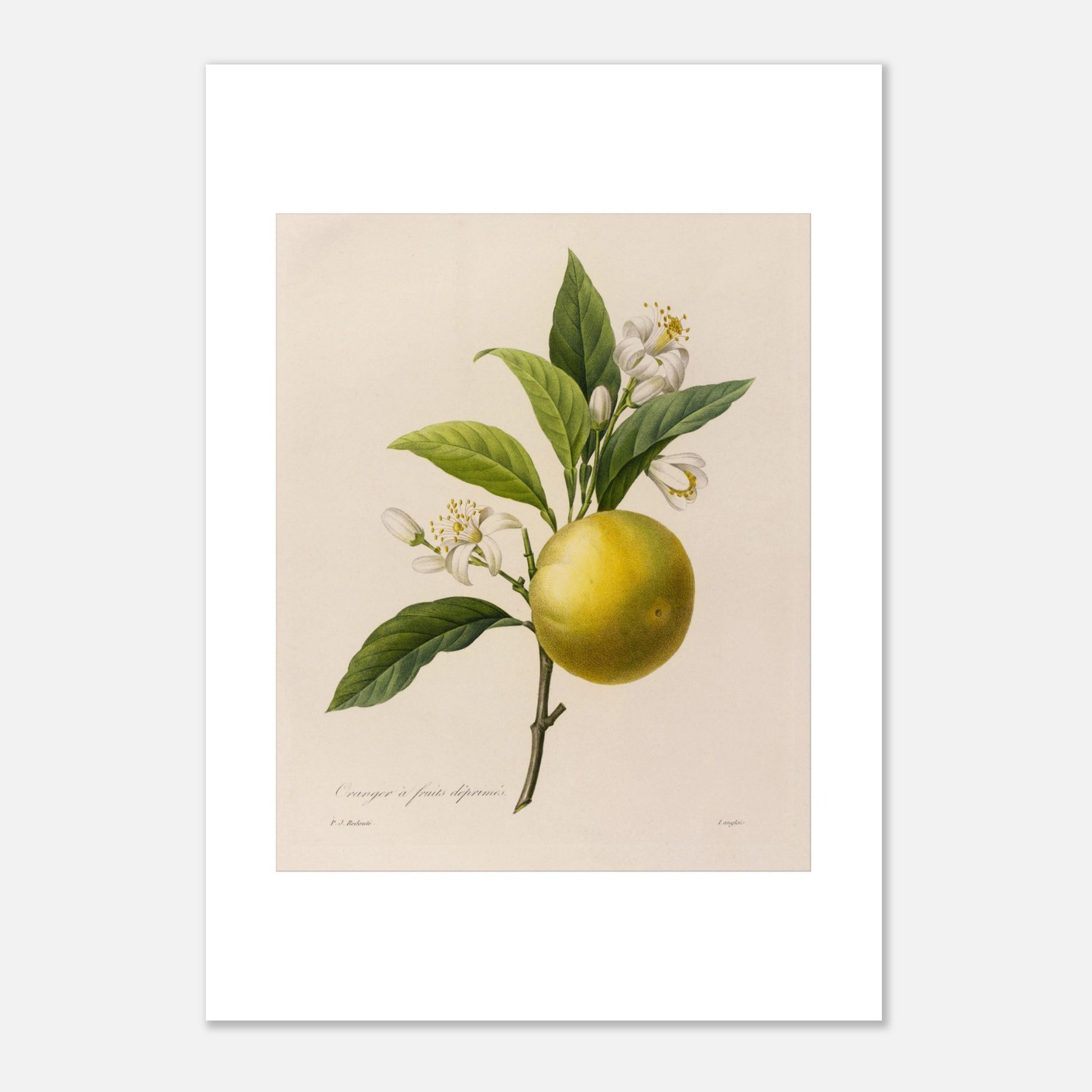Dessin botanique ancien Oranger à Fruits Déprimés par Pierre-Joseph Redouté (21x29,7 cm (A4)). Planche botanique d'un Oranger à Fruits Déprimés par Pierre-Joseph Redouté, avec fleurs et feuilles.