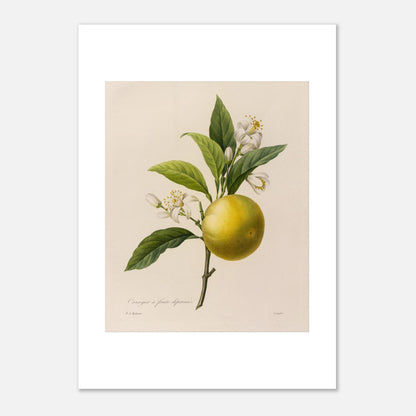 Dessin botanique ancien Oranger à Fruits Déprimés par Pierre-Joseph Redouté (21x29,7 cm (A4)). Planche botanique d'un Oranger à Fruits Déprimés par Pierre-Joseph Redouté, avec fleurs et feuilles.