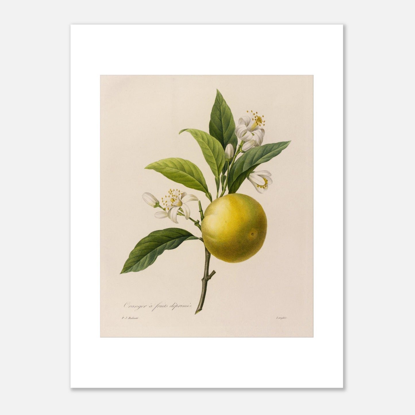 Dessin botanique ancien Oranger à Fruits Déprimés par Pierre-Joseph Redouté (30x40 cm). Planche botanique d'un Oranger à Fruits Déprimés par Pierre-Joseph Redouté, avec fleurs et feuilles.