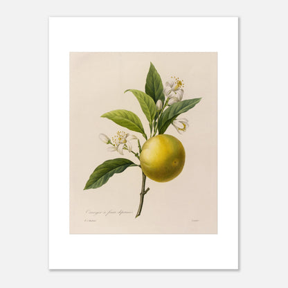 Dessin botanique ancien Oranger à Fruits Déprimés par Pierre-Joseph Redouté (30x40 cm). Planche botanique d'un Oranger à Fruits Déprimés par Pierre-Joseph Redouté, avec fleurs et feuilles.