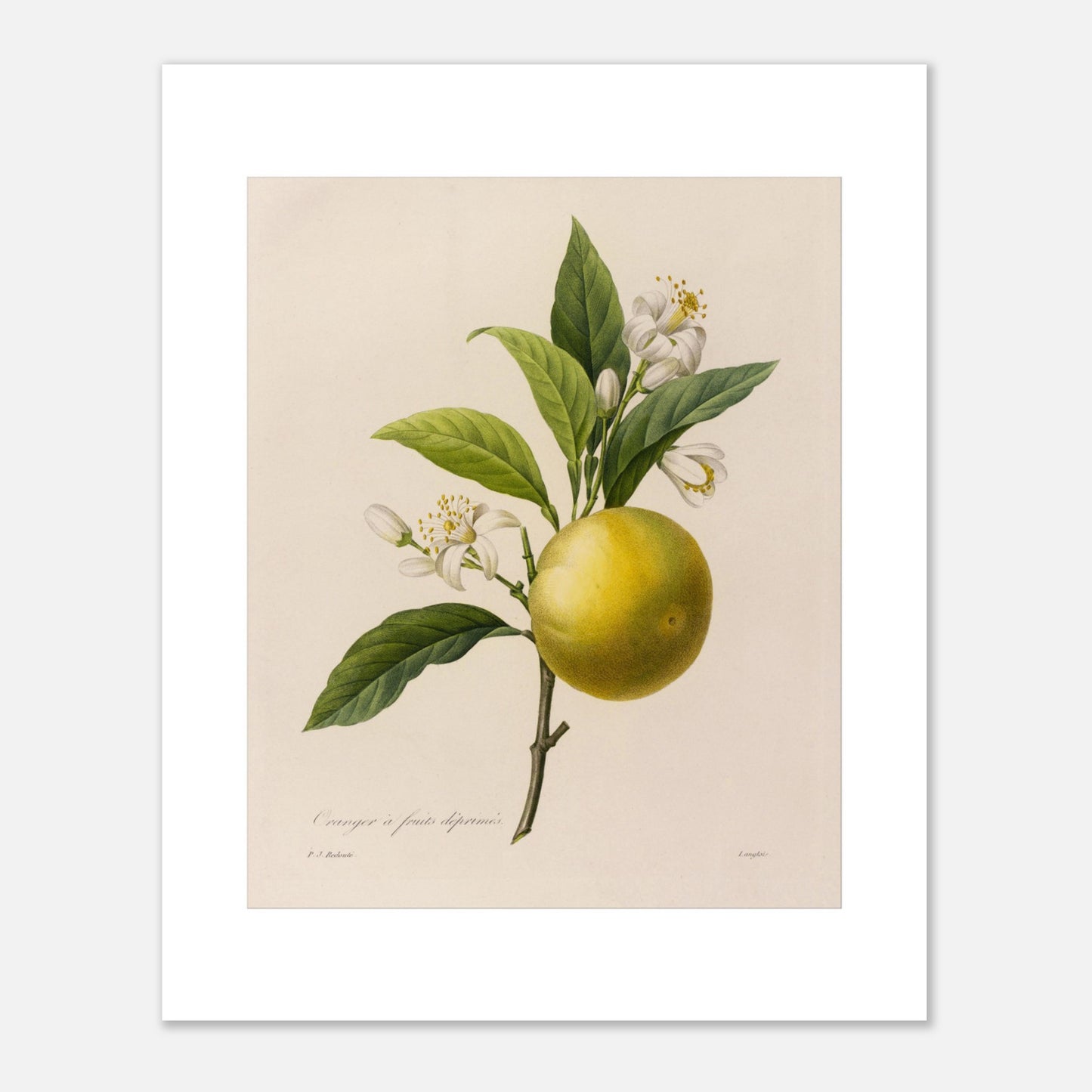 Dessin botanique ancien Oranger à Fruits Déprimés par Pierre-Joseph Redouté (40x50 cm). Planche botanique d'un Oranger à Fruits Déprimés par Pierre-Joseph Redouté, avec fleurs et feuilles.