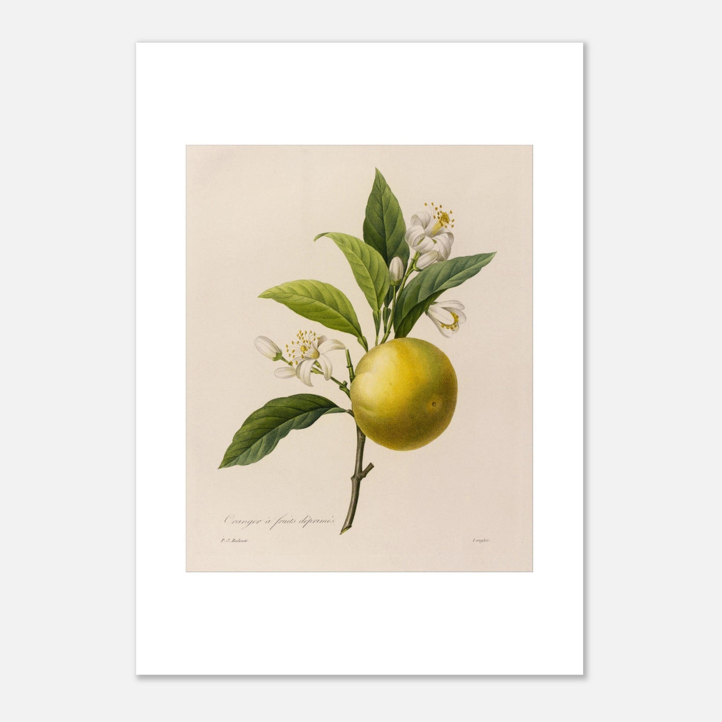 Dessin botanique ancien Oranger à Fruits Déprimés par Pierre-Joseph Redouté (42x59,4 cm (A2)). Planche botanique d'un Oranger à Fruits Déprimés par Pierre-Joseph Redouté, avec fleurs et feuilles.