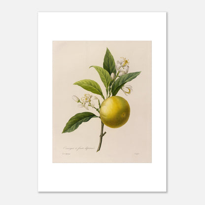 Dessin botanique ancien Oranger à Fruits Déprimés par Pierre-Joseph Redouté (50x70 cm). Planche botanique d'un Oranger à Fruits Déprimés par Pierre-Joseph Redouté, avec fleurs et feuilles.