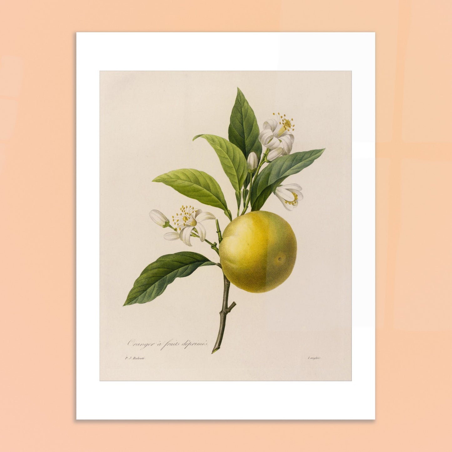 Dessin botanique ancien Oranger à Fruits Déprimés par Pierre-Joseph Redouté. Planche botanique d'un Oranger à Fruits Déprimés par Pierre-Joseph Redouté, avec fleurs et feuilles. Image d'illustration 6