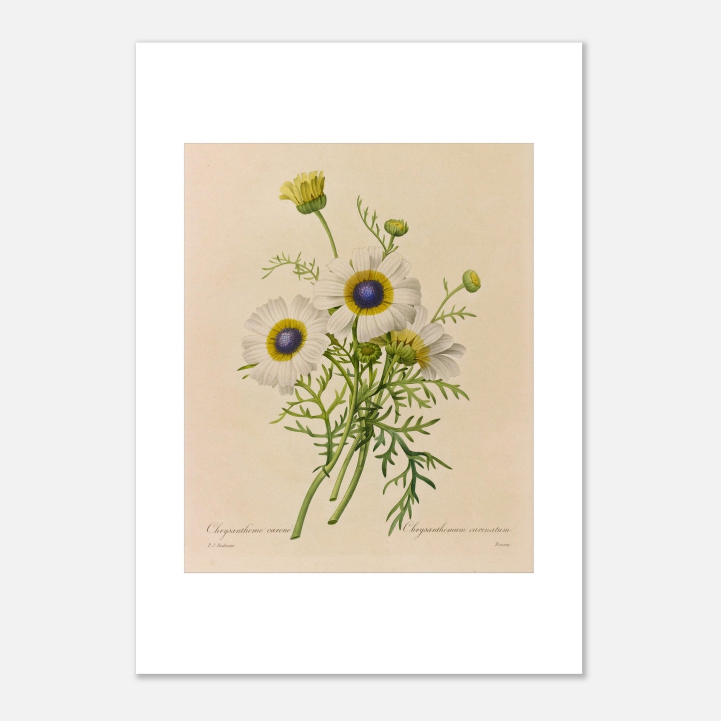 Dessin botanique ancien Chrysanthème Carène par Pierre-Joseph Redouté (29,7x42 cm (A3)). Dessin de botanique vintage d'un bouquet de trois fleurs de Chrysanthème caréné par Pierre-Joseph Redouté, avec des pétales blancs, des centres bleus et jaunes, et des feuilles vertes.