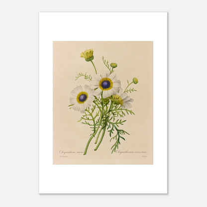 Dessin botanique ancien Chrysanthème Carène par Pierre-Joseph Redouté (29,7x42 cm (A3)). Dessin de botanique vintage d'un bouquet de trois fleurs de Chrysanthème caréné par Pierre-Joseph Redouté, avec des pétales blancs, des centres bleus et jaunes, et des feuilles vertes.