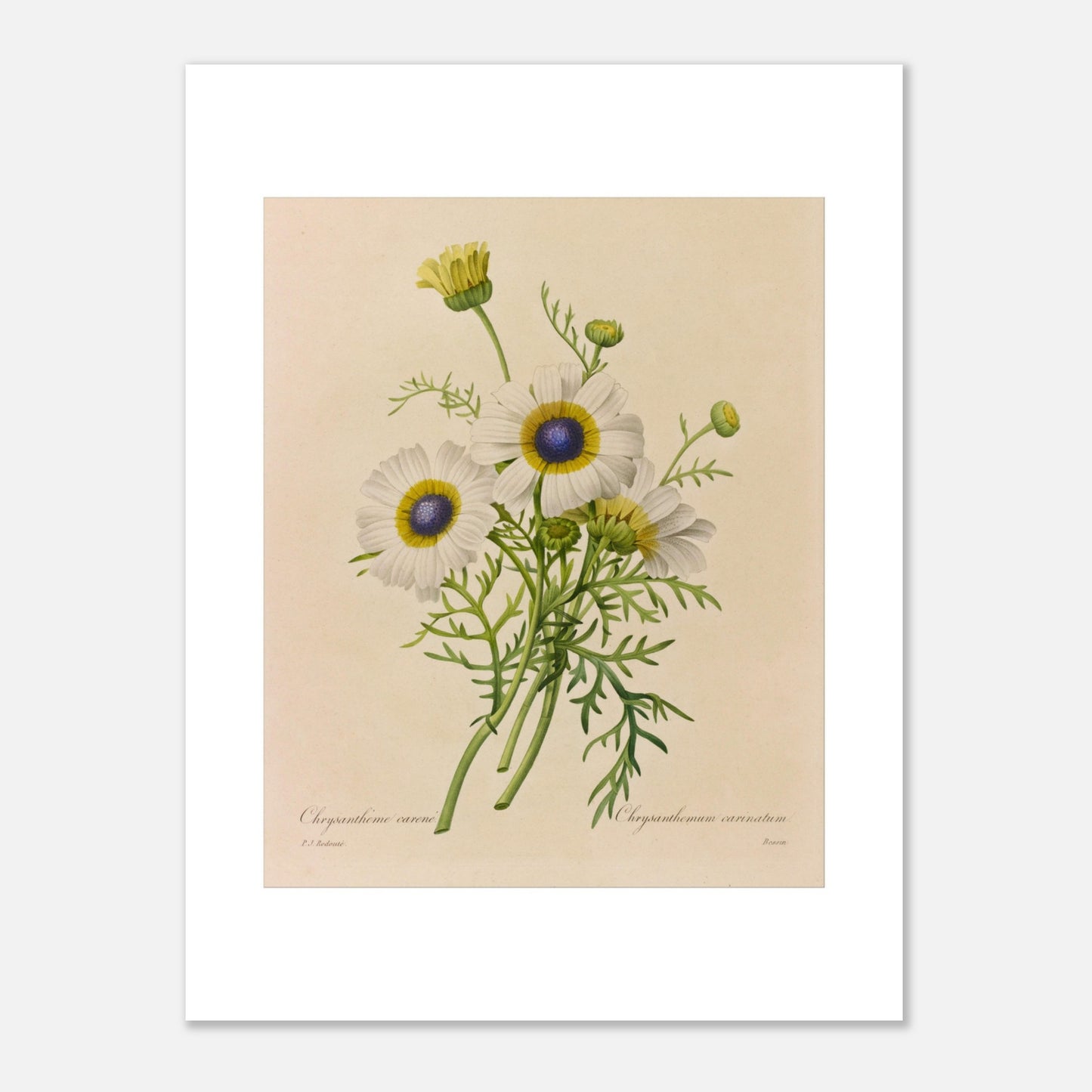 Dessin botanique ancien Chrysanthème Carène par Pierre-Joseph Redouté (30x40 cm). Dessin de botanique vintage d'un bouquet de trois fleurs de Chrysanthème caréné par Pierre-Joseph Redouté, avec des pétales blancs, des centres bleus et jaunes, et des feuilles vertes.