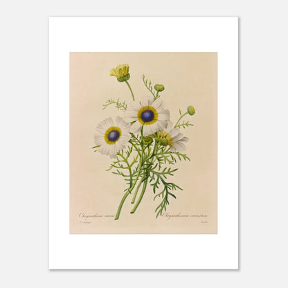 Dessin botanique ancien Chrysanthème Carène par Pierre-Joseph Redouté (30x40 cm). Dessin de botanique vintage d'un bouquet de trois fleurs de Chrysanthème caréné par Pierre-Joseph Redouté, avec des pétales blancs, des centres bleus et jaunes, et des feuilles vertes.