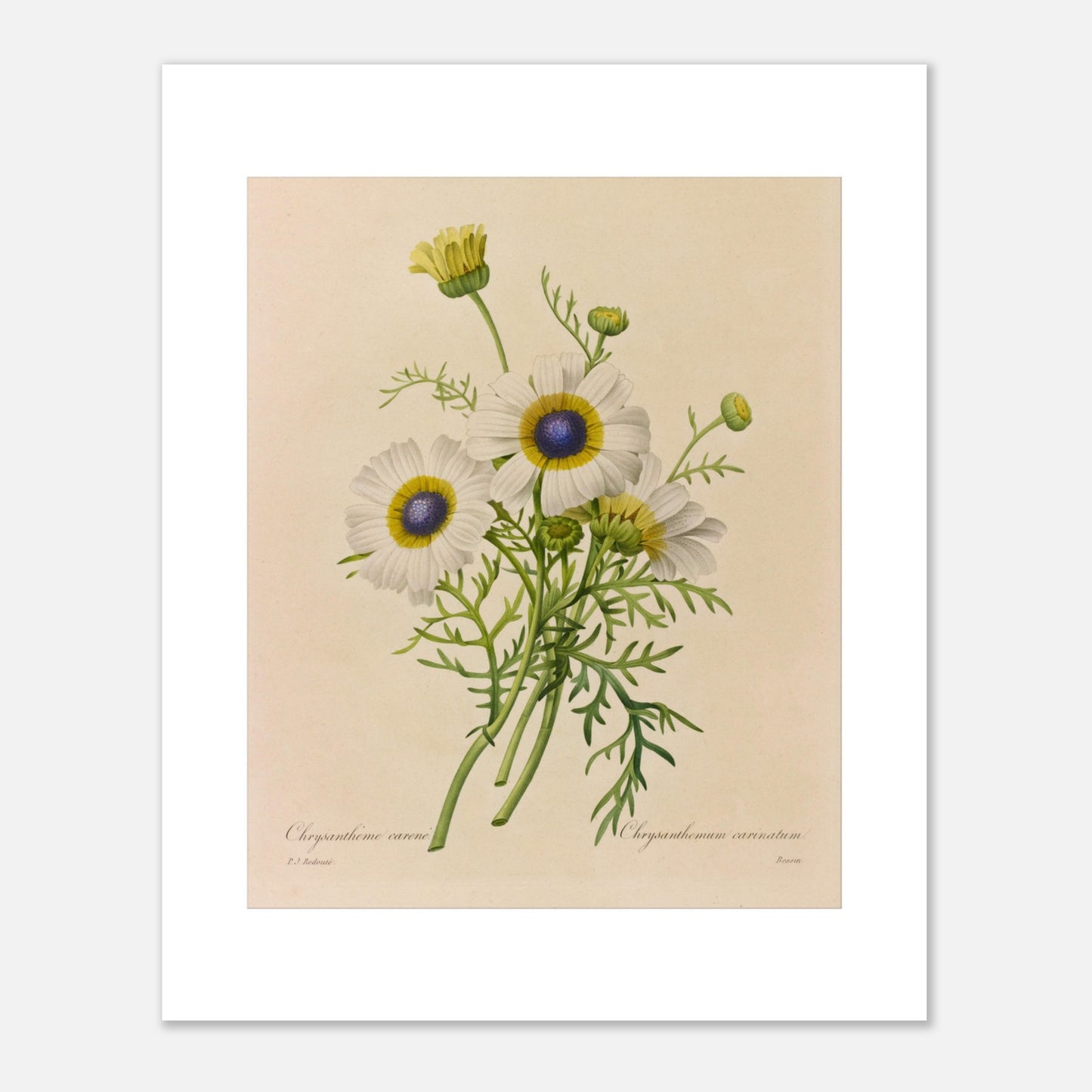 Dessin botanique ancien Chrysanthème Carène par Pierre-Joseph Redouté (40x50 cm). Dessin de botanique vintage d'un bouquet de trois fleurs de Chrysanthème caréné par Pierre-Joseph Redouté, avec des pétales blancs, des centres bleus et jaunes, et des feuilles vertes.