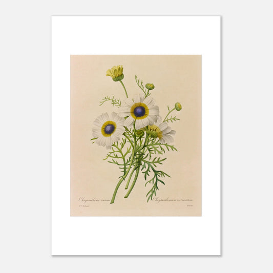 Dessin botanique ancien Chrysanthème Carène par Pierre-Joseph Redouté (42x59,4 cm (A2)). Dessin de botanique vintage d'un bouquet de trois fleurs de Chrysanthème caréné par Pierre-Joseph Redouté, avec des pétales blancs, des centres bleus et jaunes, et des feuilles vertes.